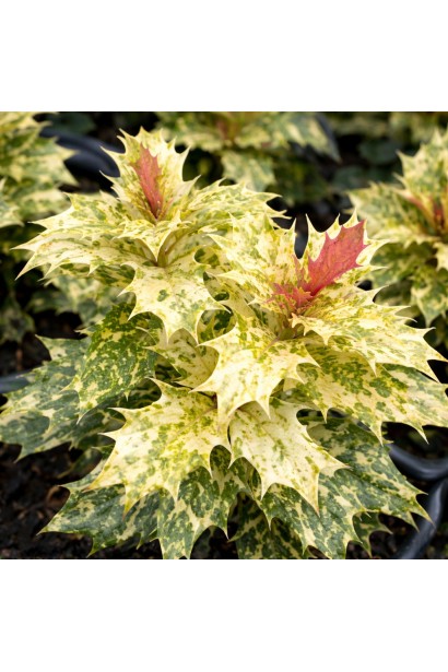 Османтус Goshiki листя